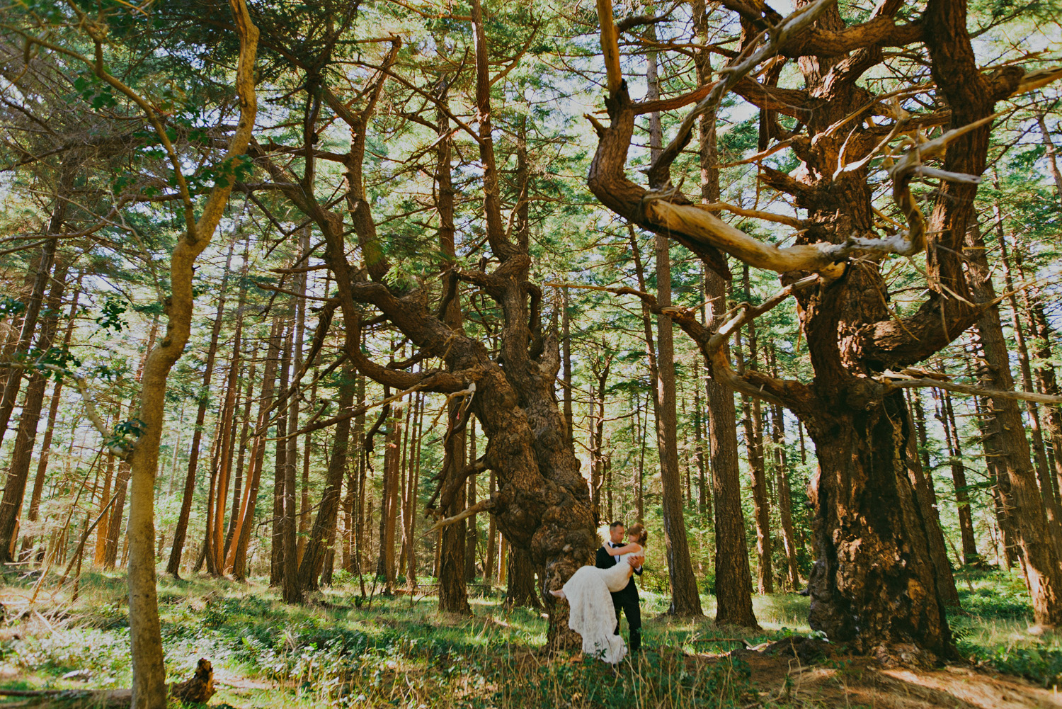 sea breeze lodge hornby island wedding