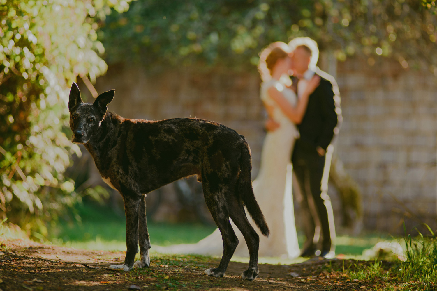 sea breeze lodge hornby island wedding