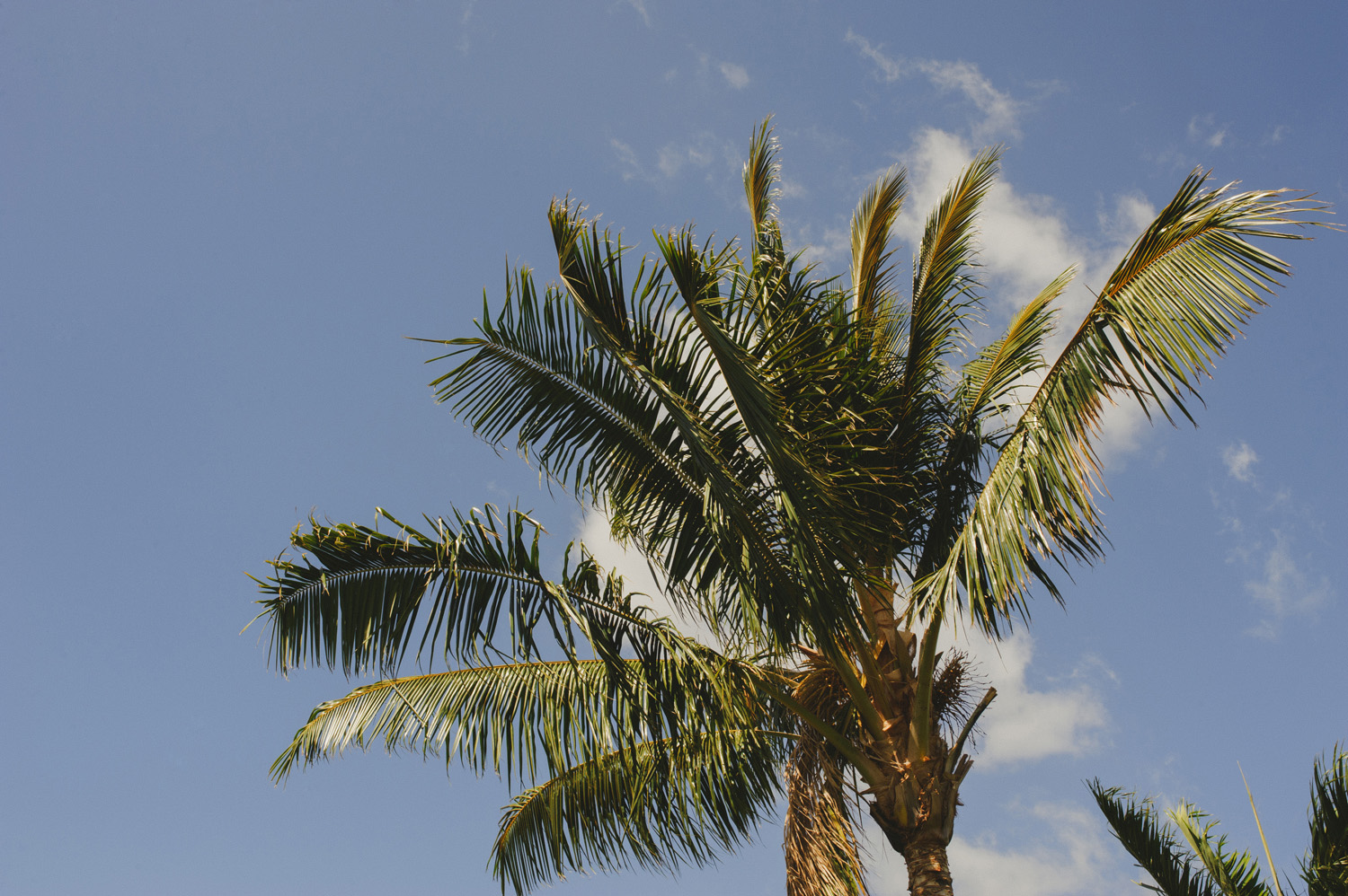 maui hawaii destination wedding