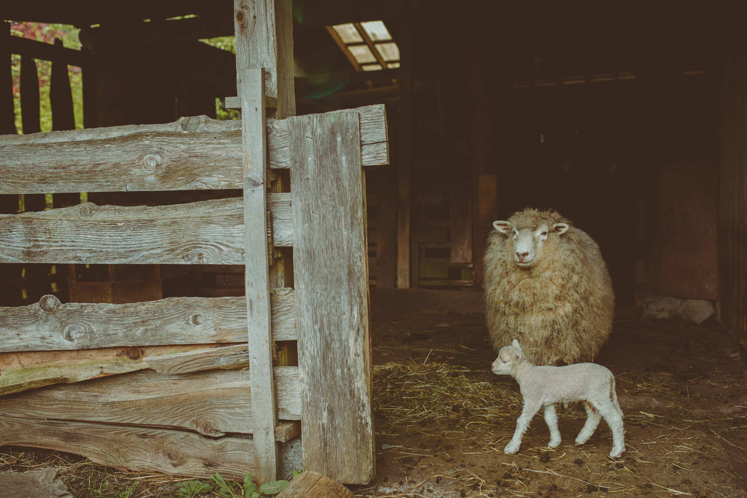 hornby island lifestyle maternity