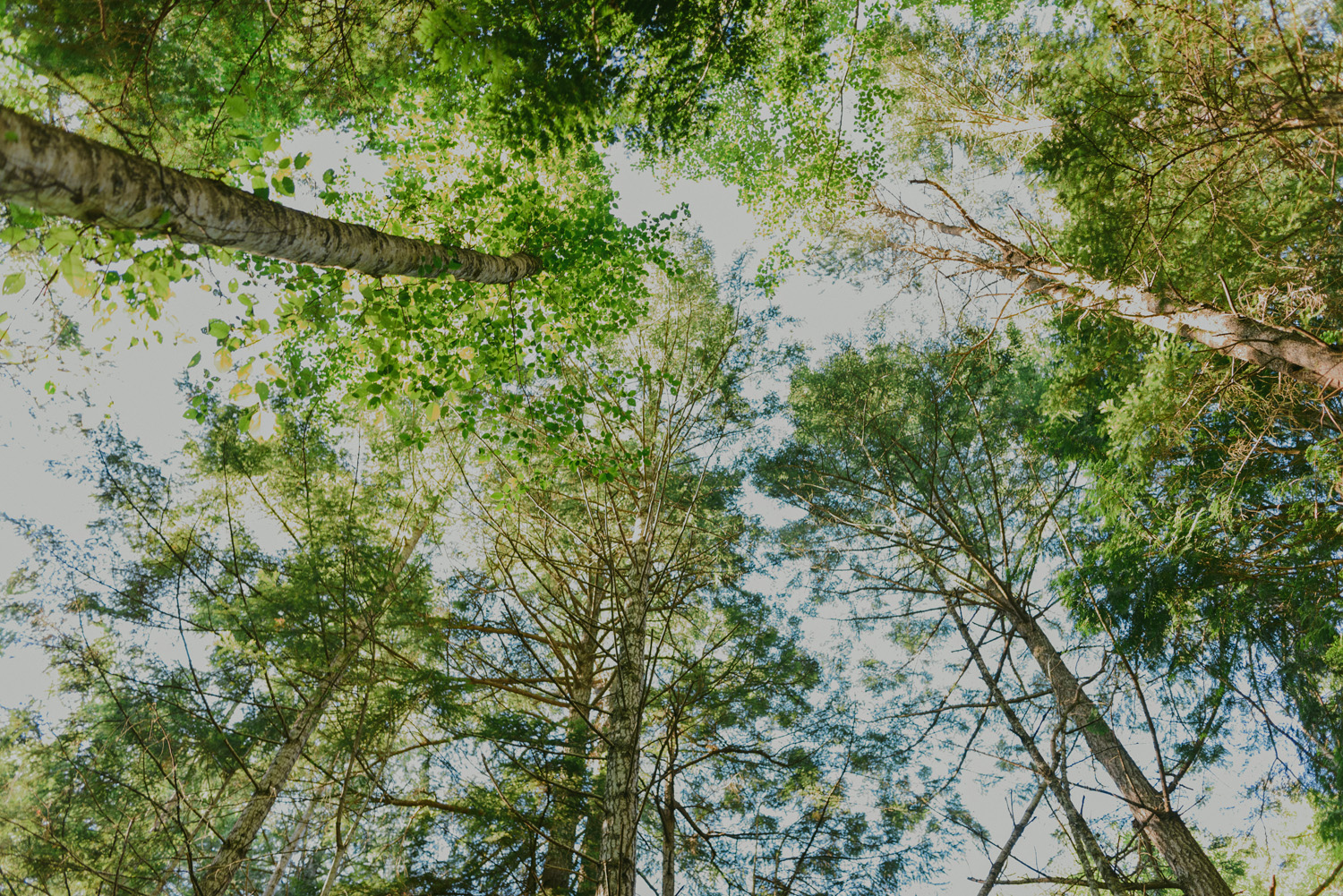 gulf island rustic farm wedding