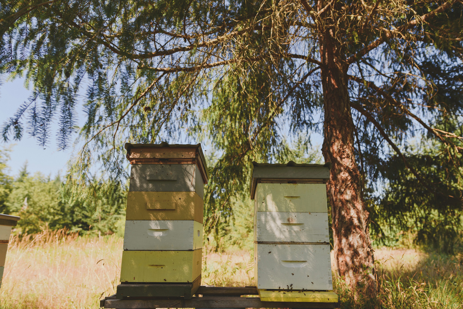 hornby island elopement