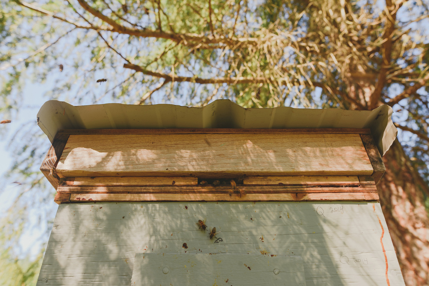 hornby island elopement