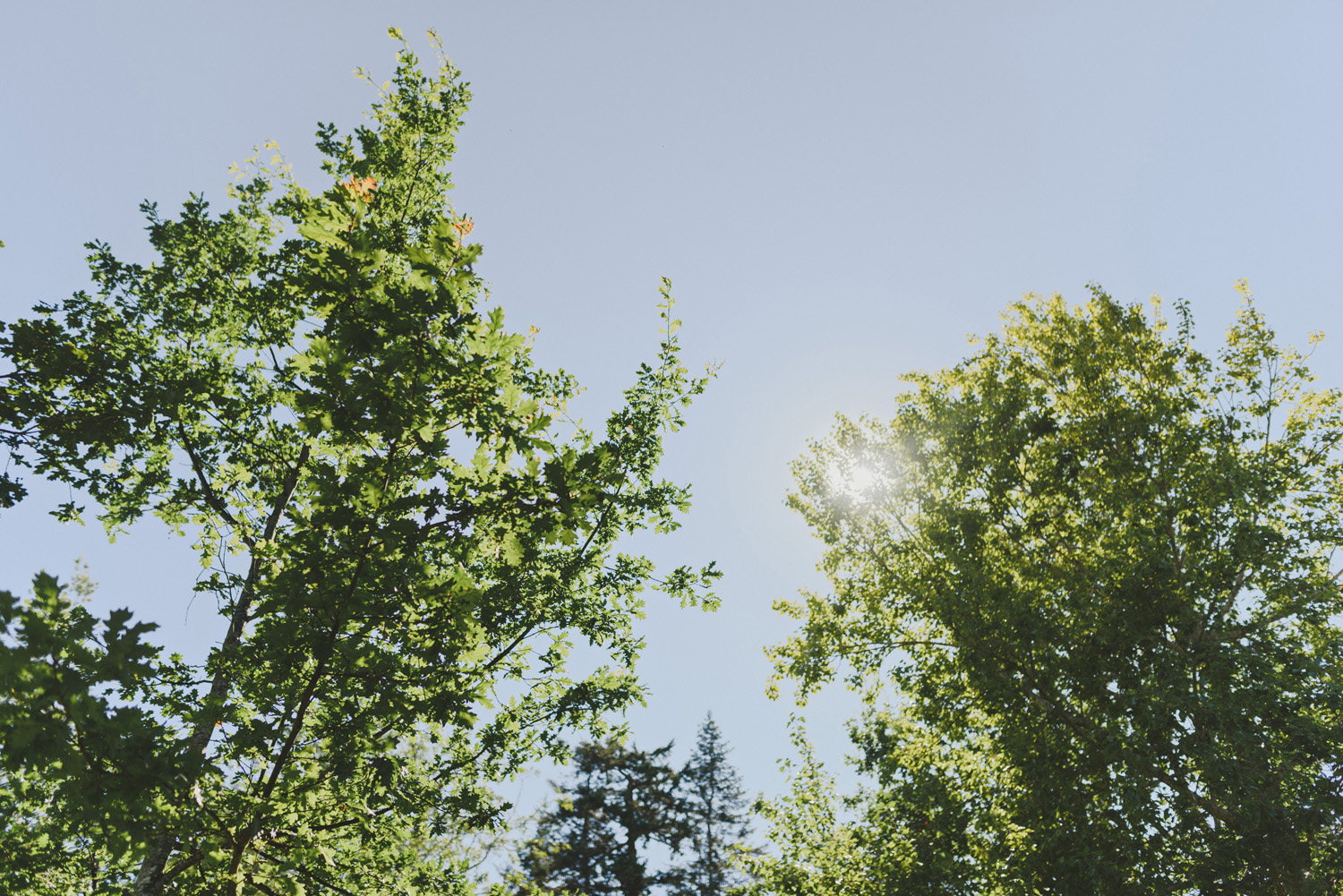 hornby island elopement