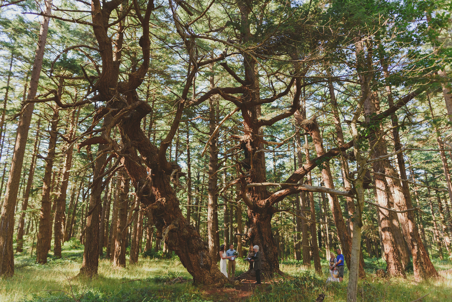 hornby island elopement