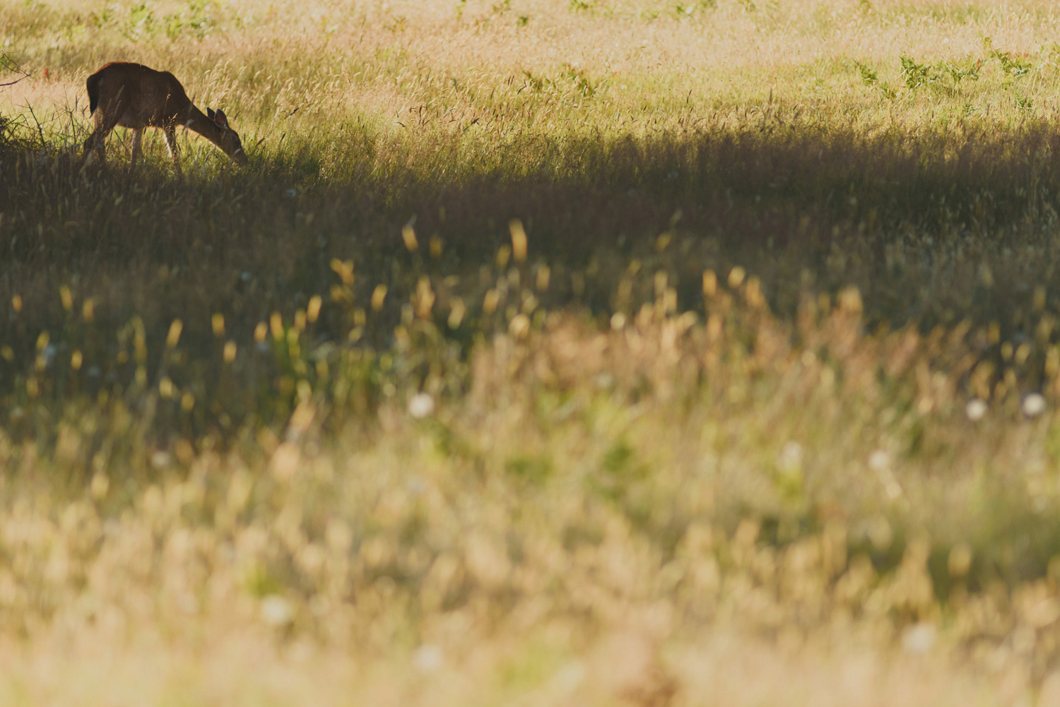 hornby island elopement