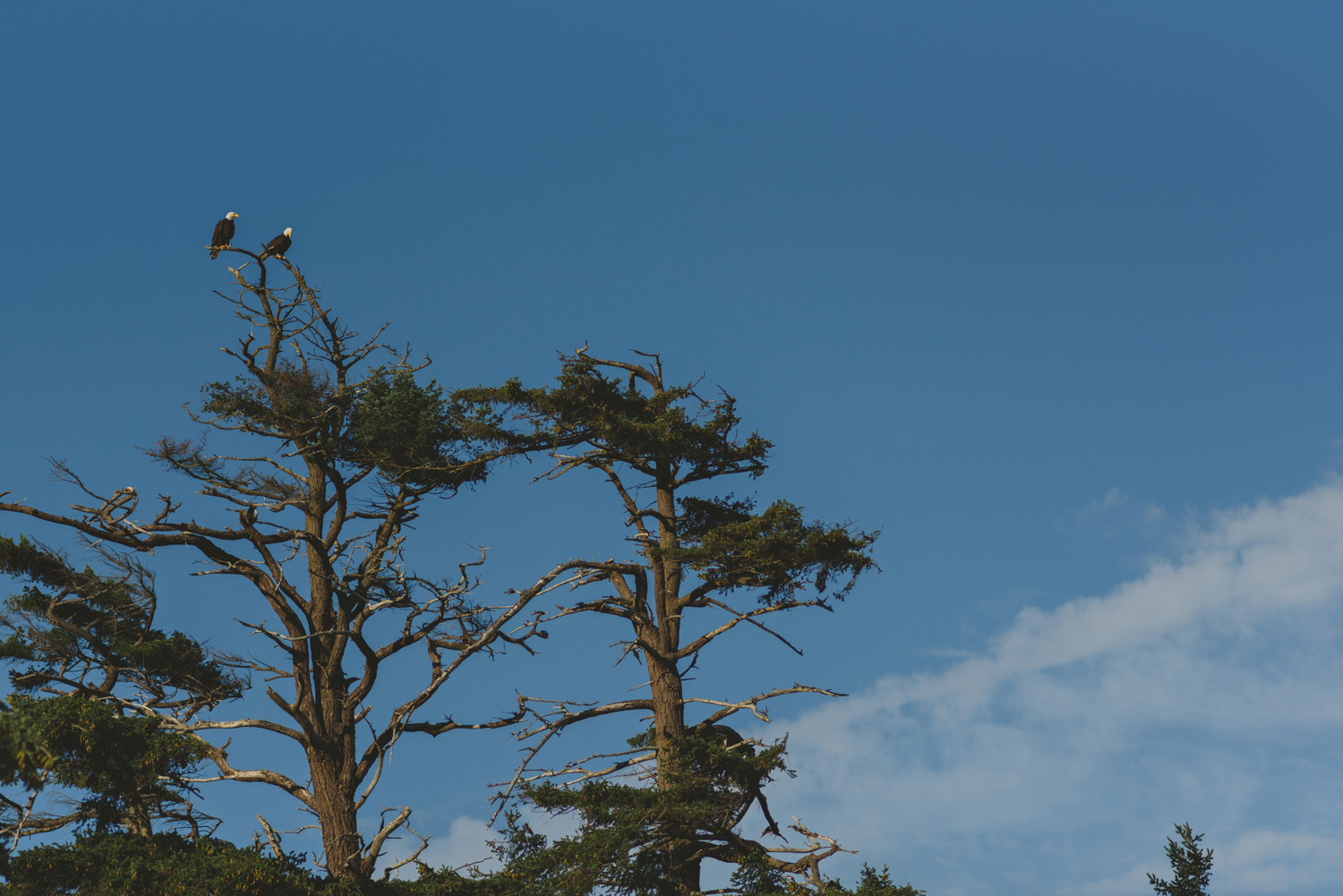 hornby island elopement