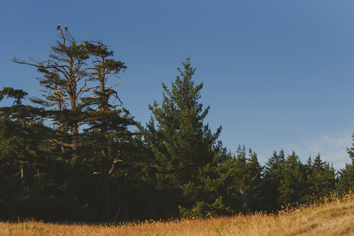 hornby island elopement