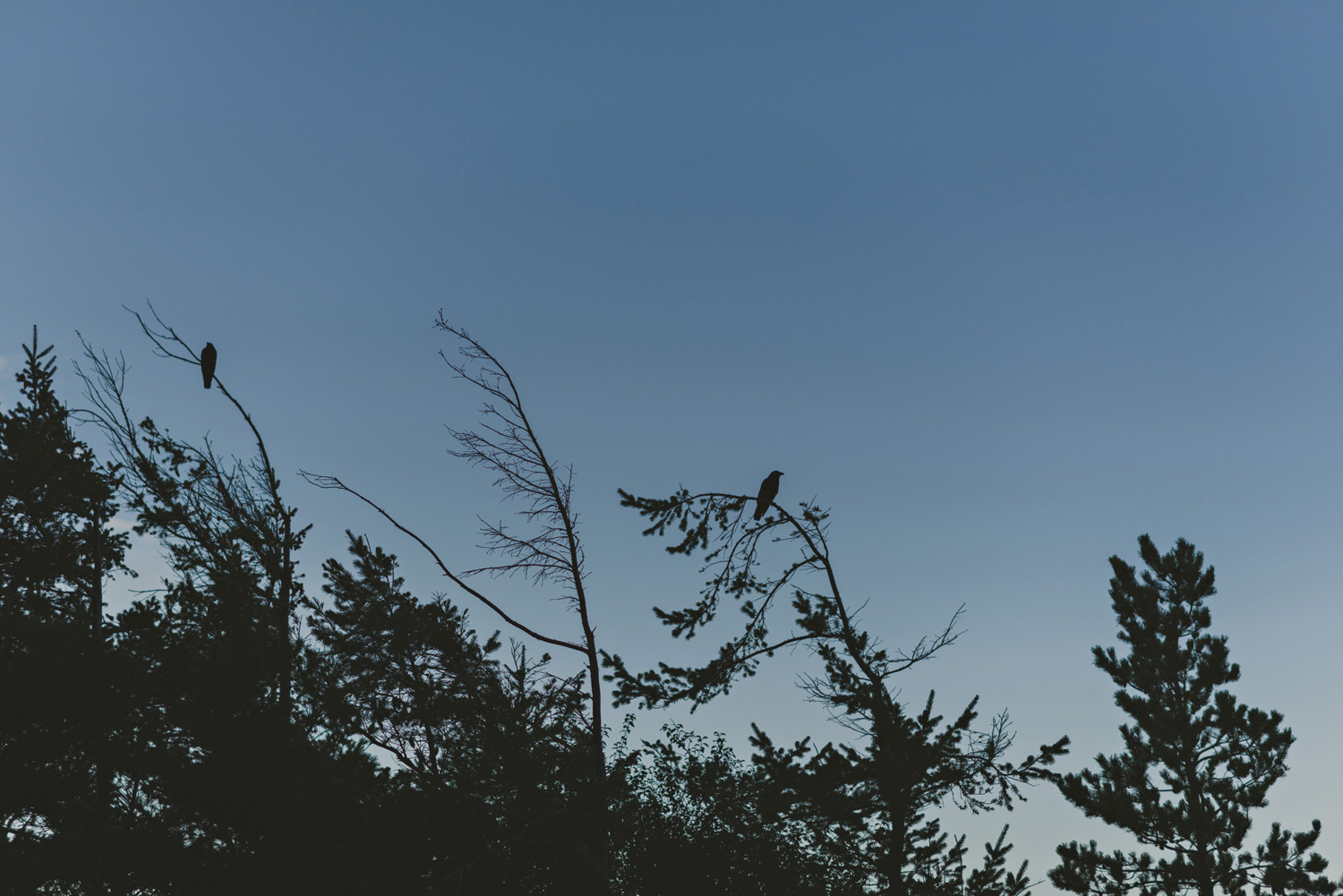 hornby island elopement