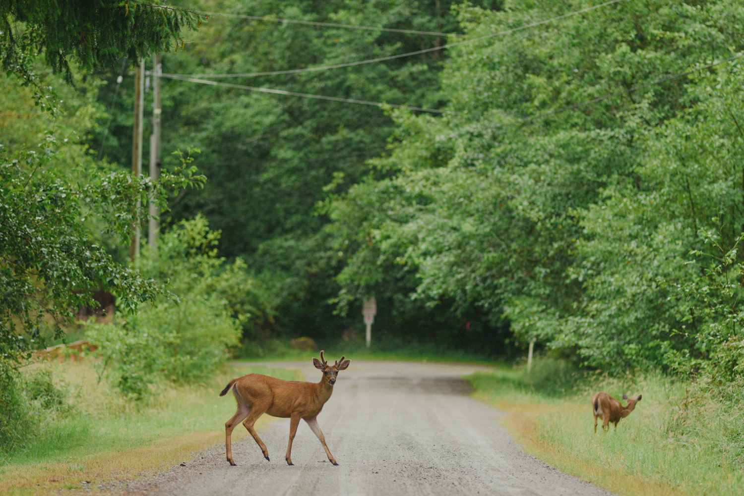 hornby island wedding in the rain