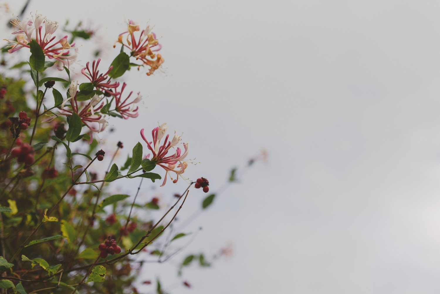 intimate vancouver island wedding