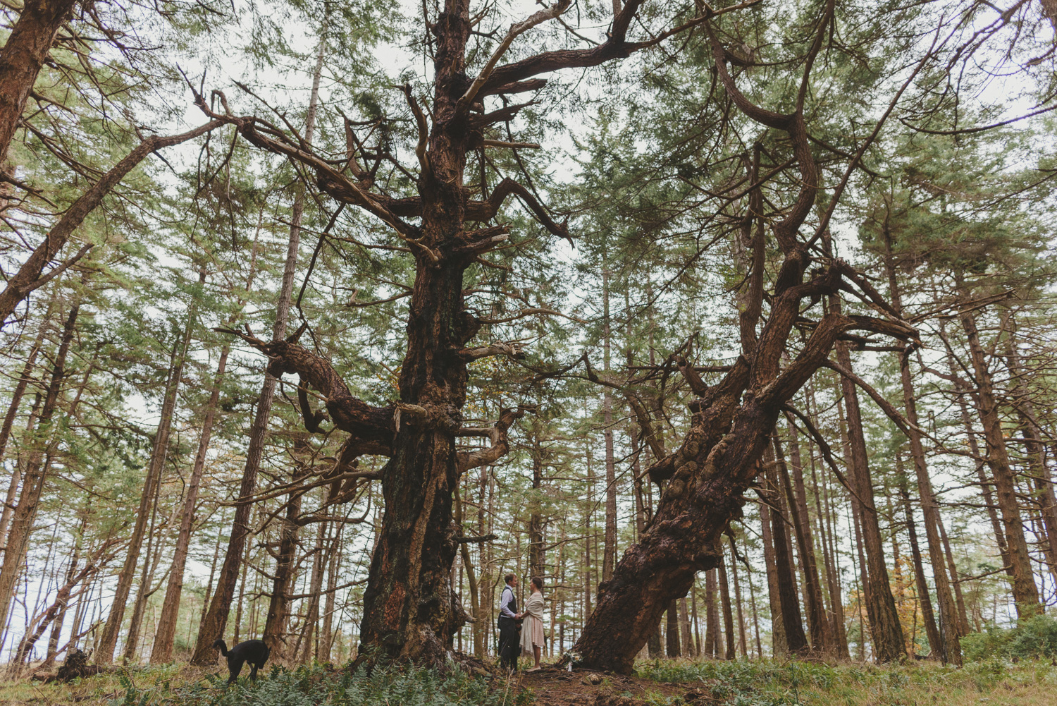 hornby island winter elopement