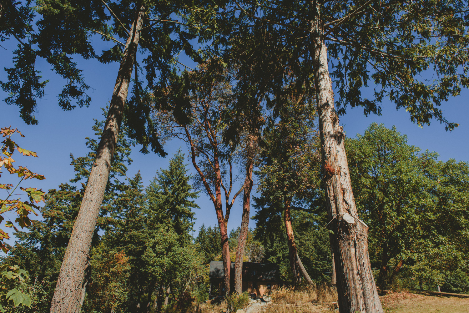 tall trees at bodega ridge, galiano island
