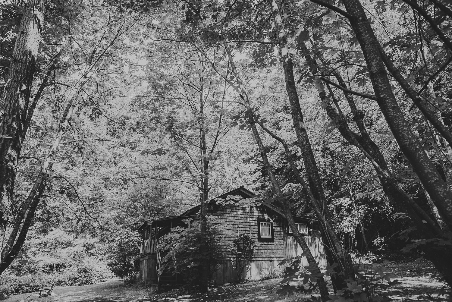 cabin in the forest at overbury resort thetis island wedding - 