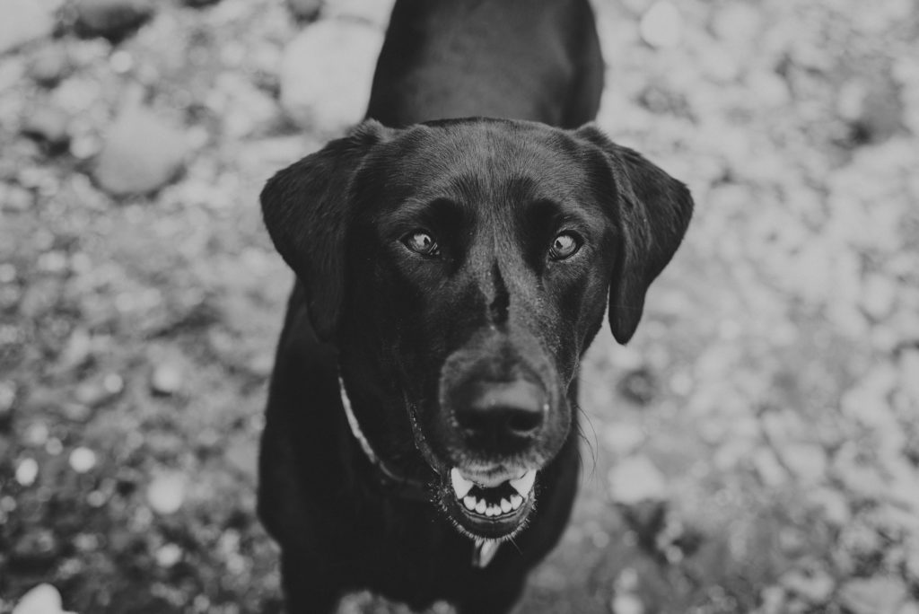 black & white photo of a young black lab looking at the camera
