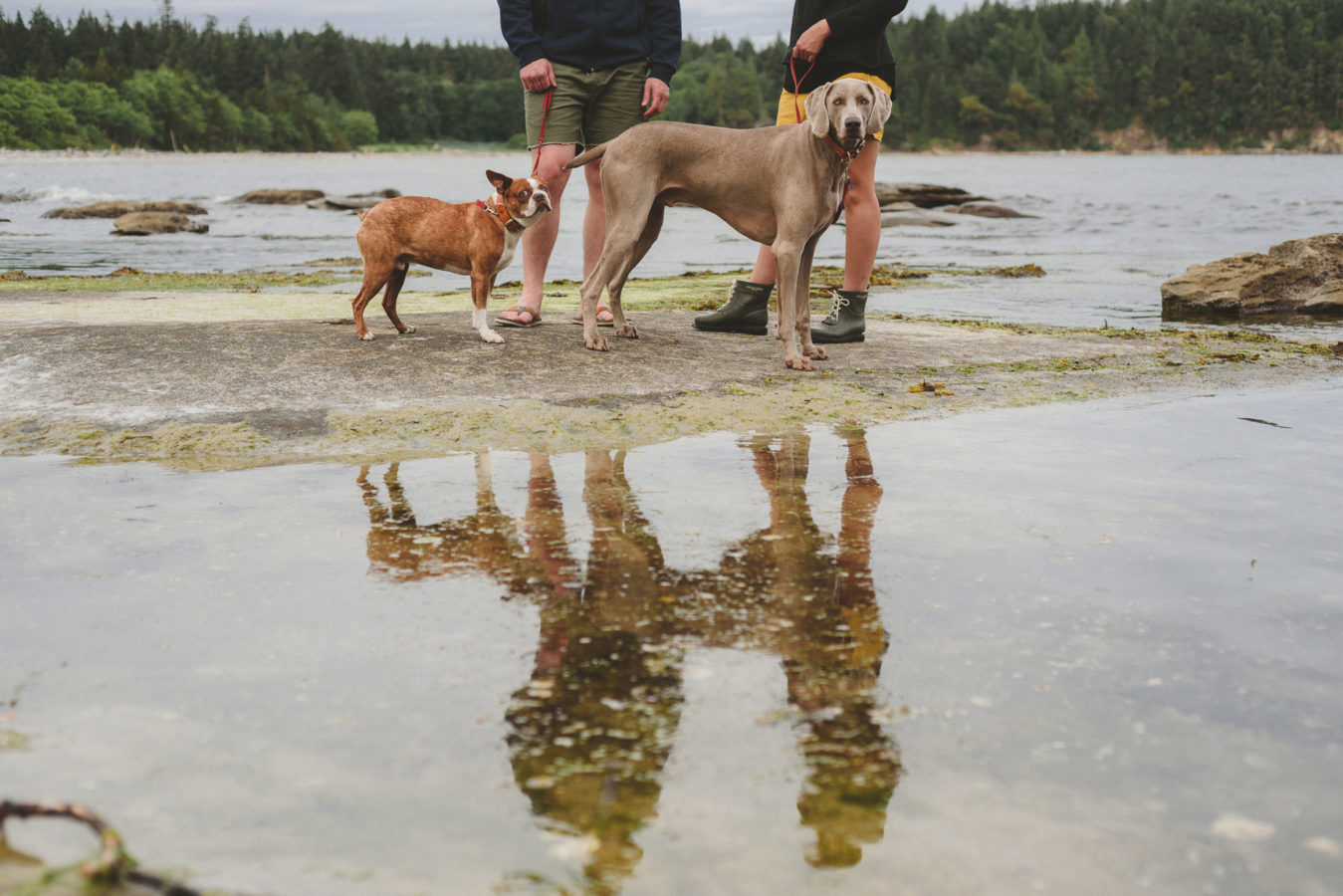 close up of 2 dogs and their people's legs on the sandstone rocks by the ocean